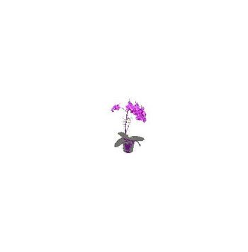 Floristería Hortensia Orquídea planta.rf.5 
