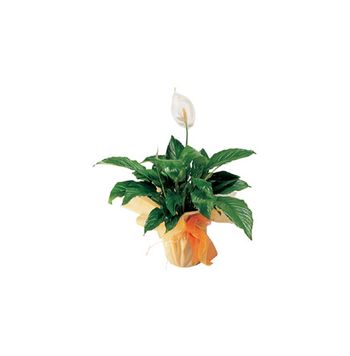 Floristería Hortensia Spathiphylium.rf.1